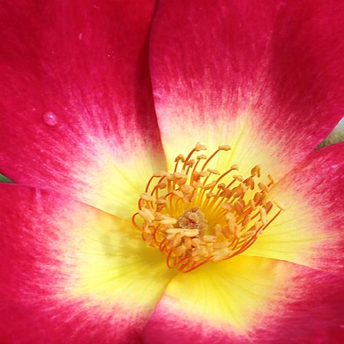 Pépinière rosier - Rosa Coctail® - rouge - jaune - buissons - moyennement parfumé - Francis Meilland - Rosier aux fleurs groupées et aux nombreuses épines. Il convient pour la création des haies ou en tant que solitaire.